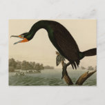 Florida Cormorant Postcard at Zazzle