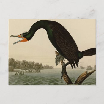Florida Cormorant Postcard by birdpictures at Zazzle
