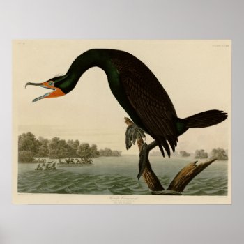 Florida Cormorant Poster by birdpictures at Zazzle
