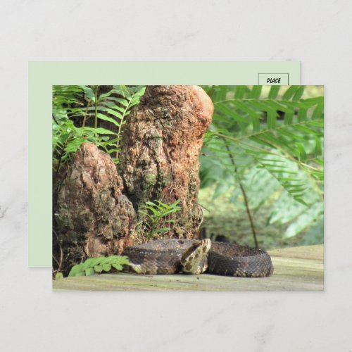Florida Cottonmouth in the Swamp Postcard