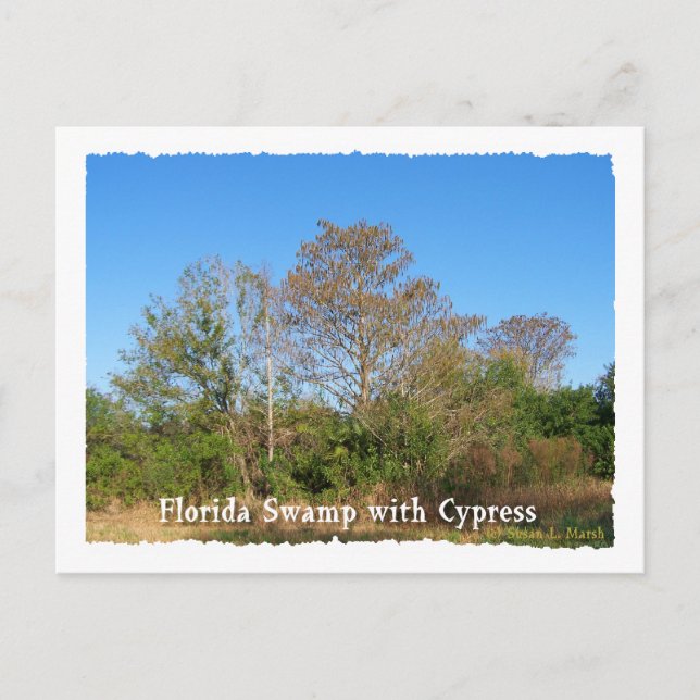 Florida Cypress Swamp with blue skies Postcard (Front)