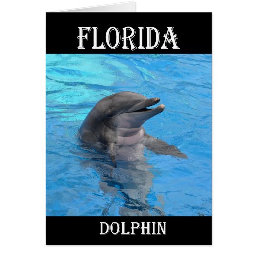 Florida Dolphin Cards (Front)