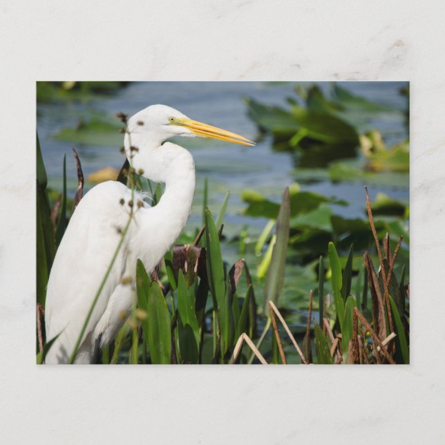 Florida Egret Postcard (Front)