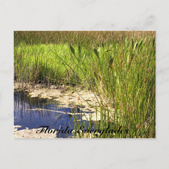 Florida Everglades Postcard (Front)