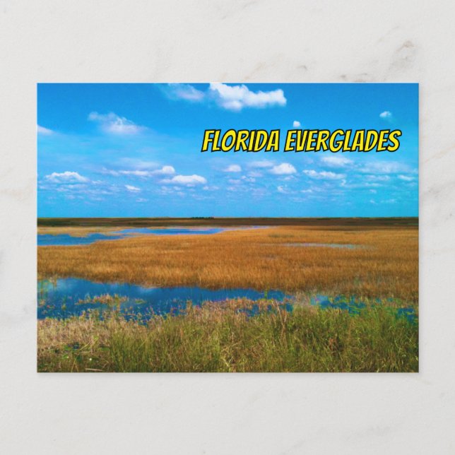 Florida Everglades Sawgrass, Sky & Reflections Postcard (Front)
