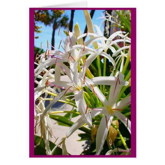 Florida exotic cards (Front)
