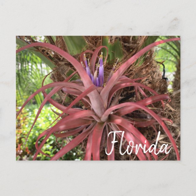 Florida Exotic Flowering Air Plant Postcard (Front)