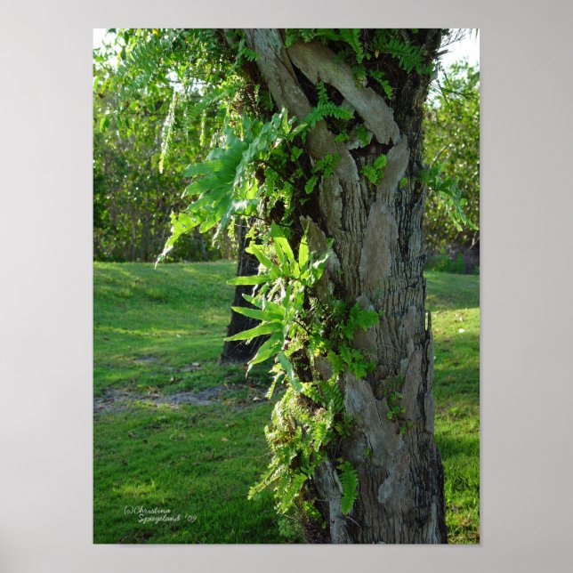 Florida ferns Palm Poster or Print (Front)