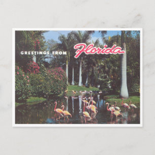 Florida flamingos 1960s vintage postcard