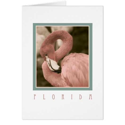 Florida Flamingos Cards (Front)