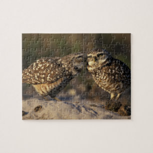 Florida, Fort Myers. Burrowing Owl pair bonding Jigsaw Puzzle