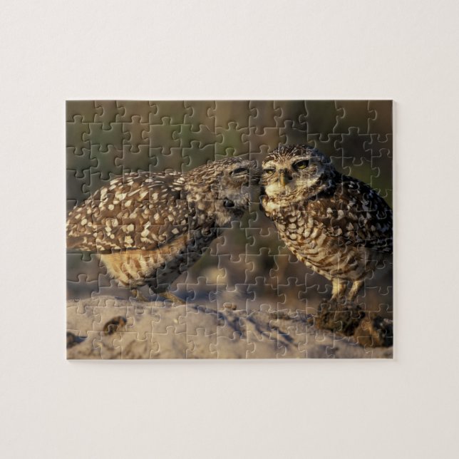 Florida, Fort Myers. Burrowing Owl pair bonding Jigsaw Puzzle (Horizontal)