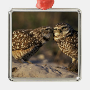 Florida, Fort Myers. Burrowing Owl pair bonding Metal Ornament
