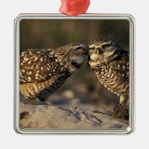 Florida Fort Myers Burrowing Owl pair bonding Metal Ornament