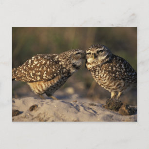 Florida, Fort Myers. Burrowing Owl pair bonding Postcard