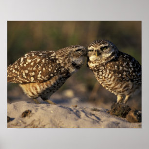 Florida, Fort Myers. Burrowing Owl pair bonding Poster
