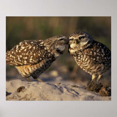 Florida Fort Myers Burrowing Owl pair bonding Poster