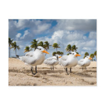 Florida - Four Terns at a beach postcard