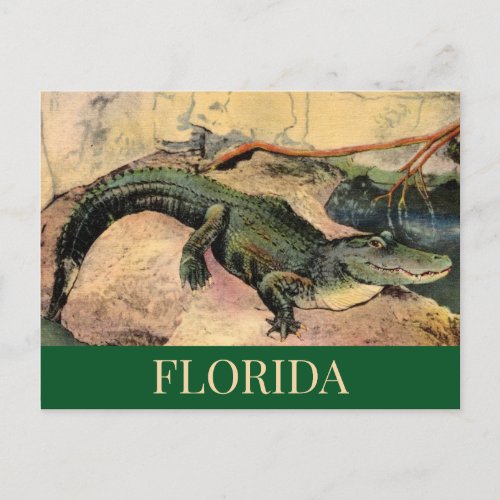 Florida Gator Postcard