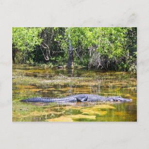 Florida Gator Postcard