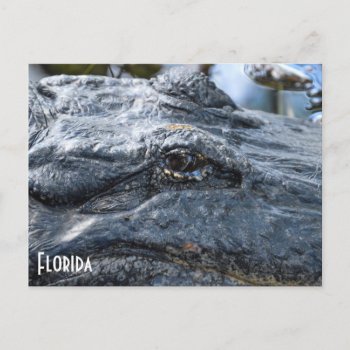 Florida Gator Postcard by PhotosfromFlorida at Zazzle