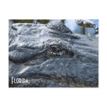 Florida Gator postcard