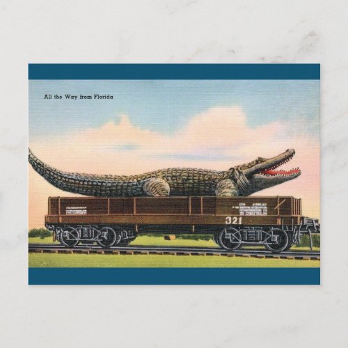 Florida Giant Alligator Vintage Travel Postcard
