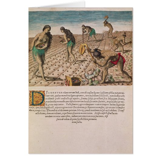 Florida Indians planting maize Cards (Front)