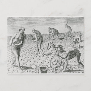 Florida Indians planting maize Postcard