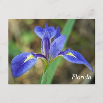 Florida Iris Photo Postcard by PhotosfromFlorida at Zazzle