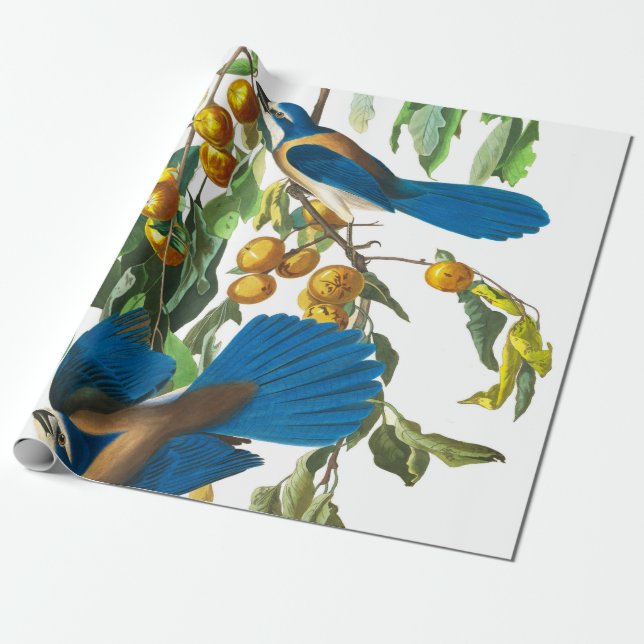 Florida Jay by John James Audubon Wrapping Paper (Unrolled)