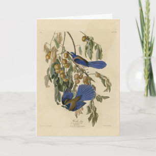 Florida Jay (Scrub-Jay) Audubon's Birds of America Card