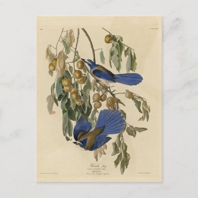 Florida Jay (Scrub-Jay) Audubon's Birds of America Postcard (Front)
