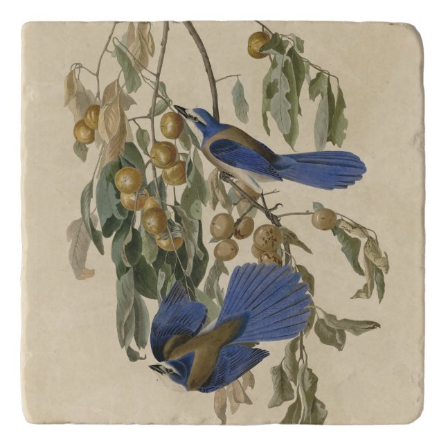 Florida Jay (Scrub-Jay) Audubon's Birds of America Trivet (Front)