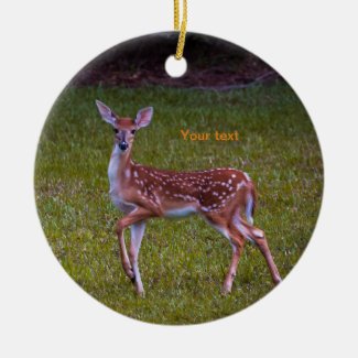 Florida Key deer Juvenile fawn photography