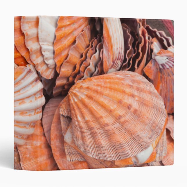 Florida Keys, Key West, seashells 3 Ring Binder (Front/Spine)