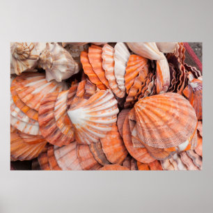 Florida Keys, Key West, seashells Poster