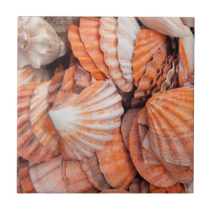 Florida Keys, Key West, seashells Tile