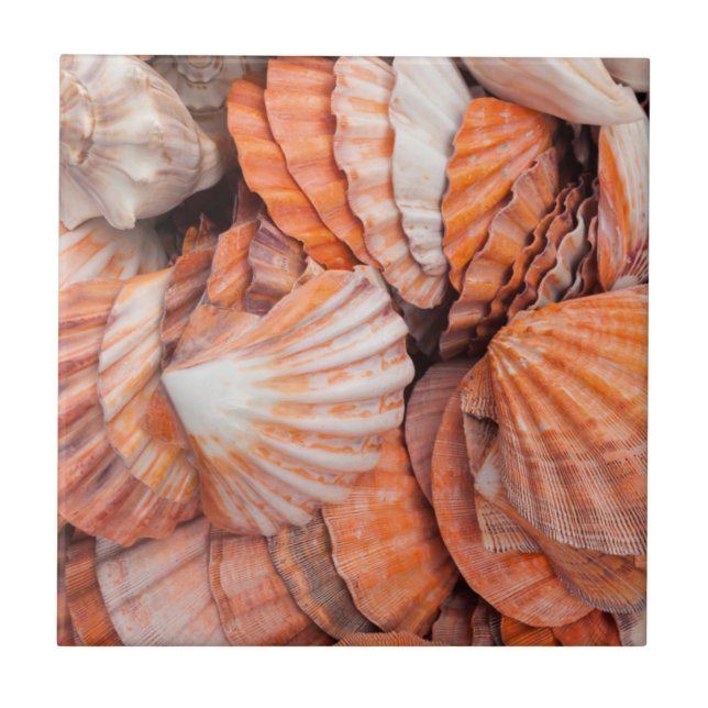 Florida Keys, Key West, seashells Tile (Front)