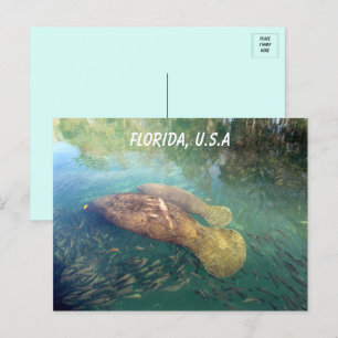 Florida Manatee and Baby Postcard