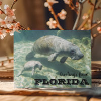 Florida Manatee and Baby