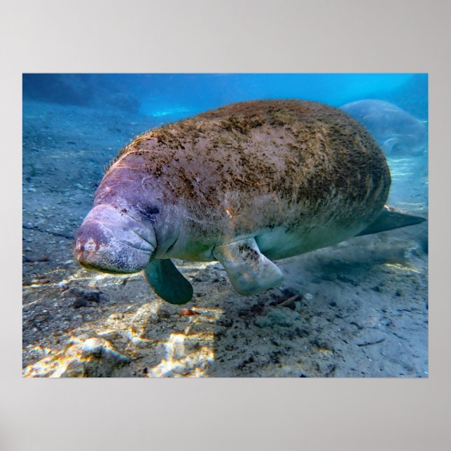 Florida Manatee at Crystal River FL Poster (Front)