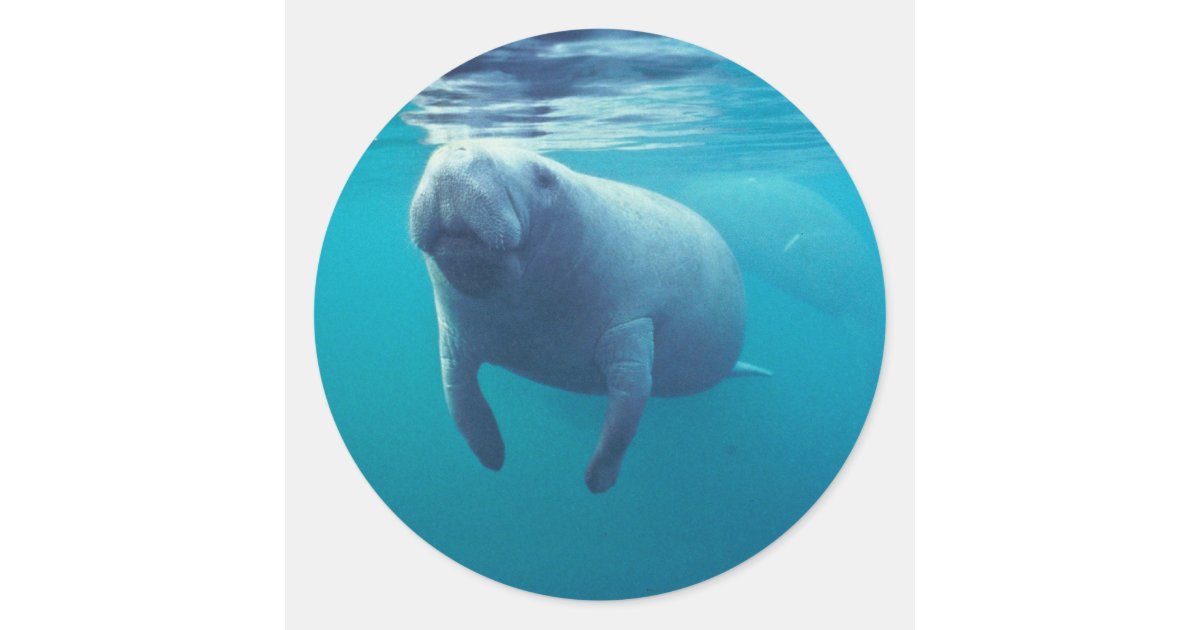 CafePress - Cool Manatee Infant Bodysuit - Baby Light Bodysuit, Size