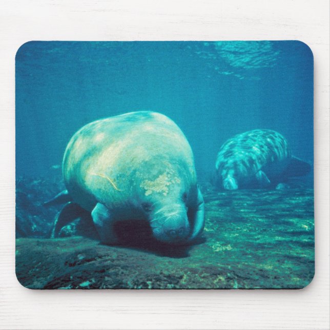 Florida Manatee Mouse Pad (Front)