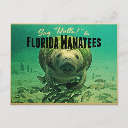 Florida Manatees Postcard