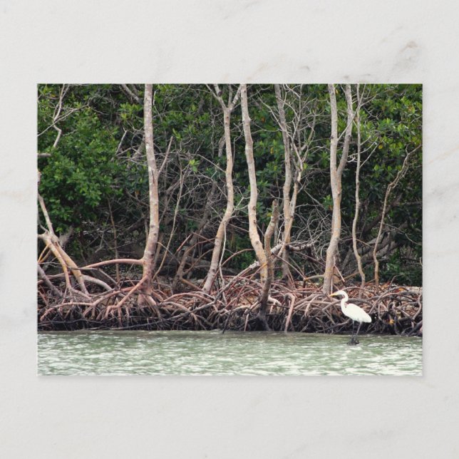 Florida Mangroves Postcard (Front)