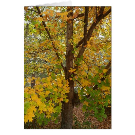 Florida Maple Changing Color (Front)