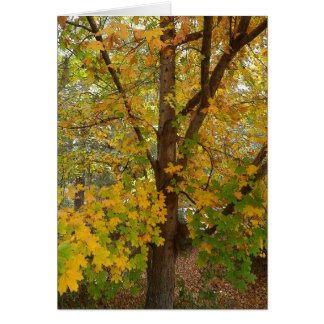 Florida Maple Changing Color Cards