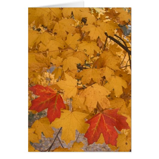 Florida Maple in Autumn Cards (Front)