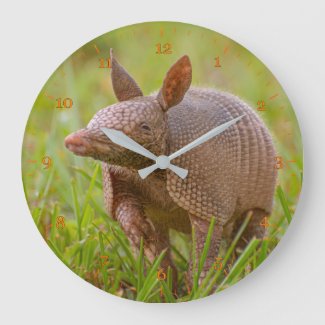 Florida Nine-banded armadillo close-up
